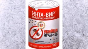 Муравьи в теплице с помидорами и огурцами как с ними бороться, чем можно вывести или потравить?