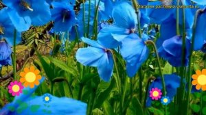 Меконопсис буквицелистный. Краткий обзор, описание характеристик meconopsis betonicifolia