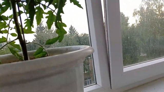 Как выращивать овощи на балконе.