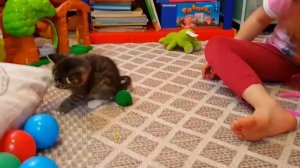 Маленький котенок играет с игрушками Смешной котенок❤Наши котята?