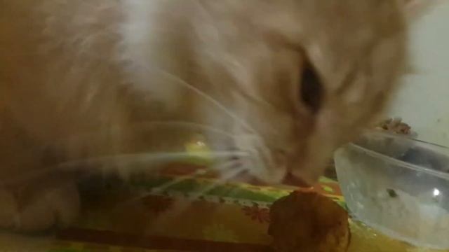 Едят ли коты грибы смотреть онлайн