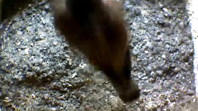 From Internet Camera(Turmfalken[03:1A:A5])2014/07/05,15:35:13_D смотреть онлайн