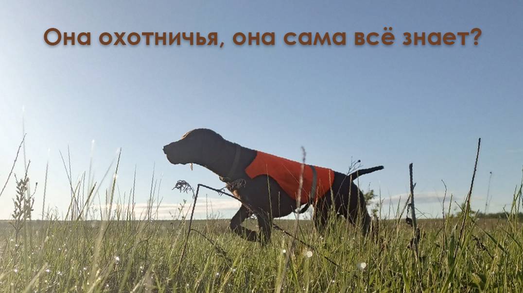 Ясмина - работы по перепелу. смотреть онлайн