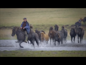 Исландия: Дикая жизнь (Iceland: A Wild Life)