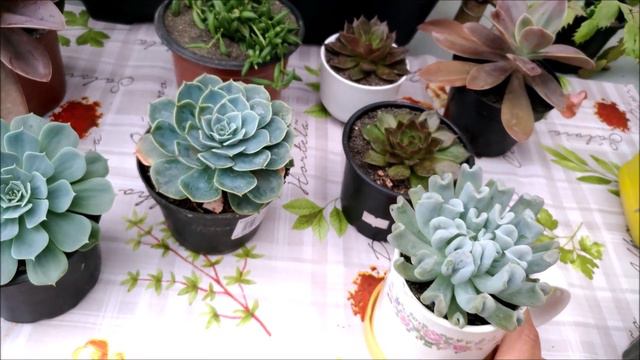 Fungos, nematoides e identificações. смотреть онлайн