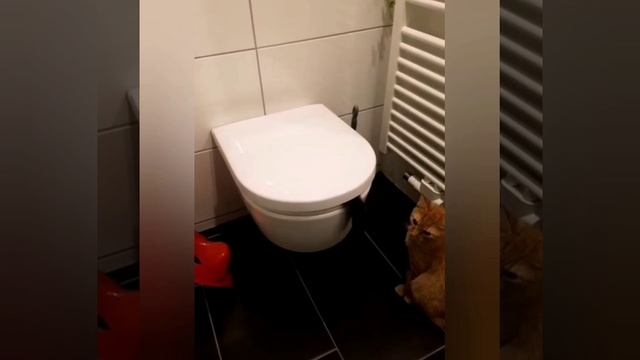 аквакот смотреть онлайн