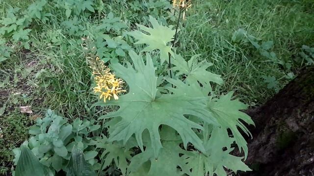 Бузульник тунгусский / Ligularia przewalskii