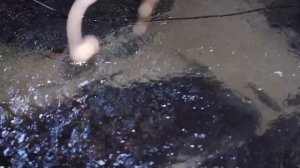 24 ЧАСА В ДЖУНГЛЯХ - ВЫЖИВАНИЕ