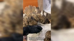 Две совы не поделили корову