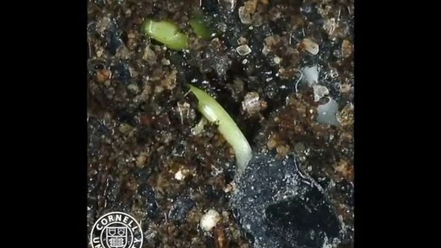Botrytis allii infected onion seedling смотреть онлайн