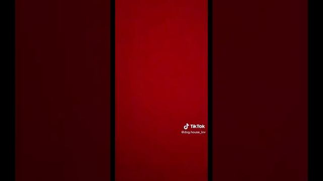 подборка видео про бумажных собак