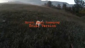 лабрадор на охоте Labrador