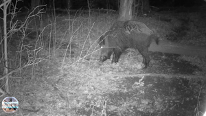 Камера в лесу. Кабан с раненной лапой. Кабаны и лоси  на кормовой площадке. Съёмка на фотоловушку