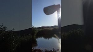 Ловля сома с берега на печень и лягушку, и на перемëт.