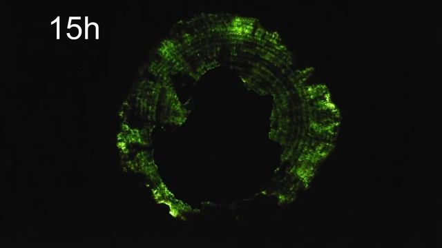 Armillaria bioluminescence time lapse смотреть онлайн