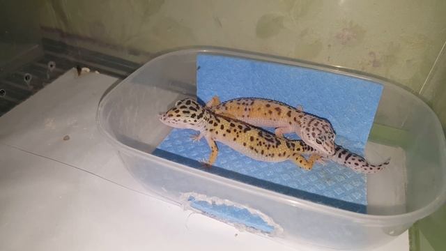 Плюсы содержания пятнистых эублефаров/причина завести эублефара смотреть онлайн