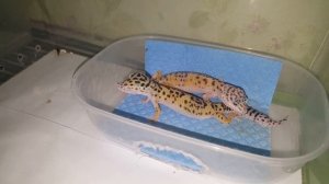 Плюсы содержания пятнистых эублефаров/причина завести эублефара