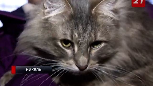 Приюту для животных из поселка Никель нужна помощь смотреть онлайн