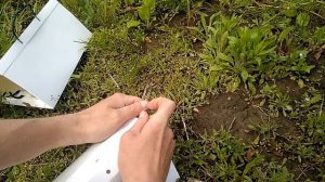 Собираем феромонные ловушки