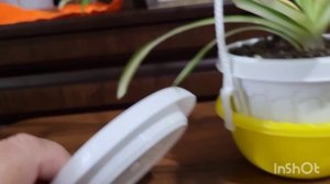 Зелёные секреты, миф и советы. 26.01.2024.