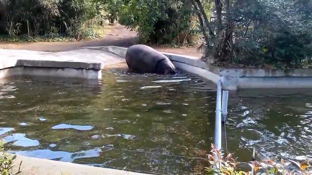 Бегемоты в зоопарке Рима смотреть онлайн