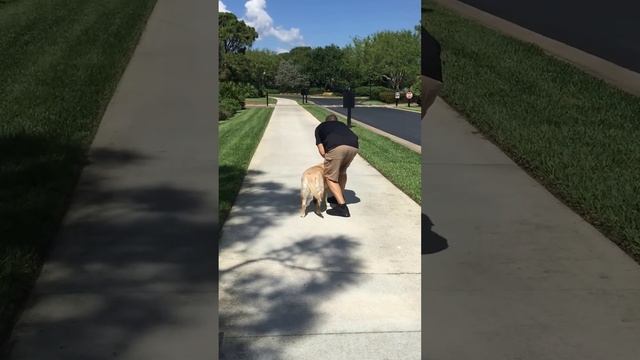 This is one smart dog Maggie doesn't want to go for a walk she wants to go home смотреть онлайн