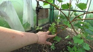 Формирование винограда весной