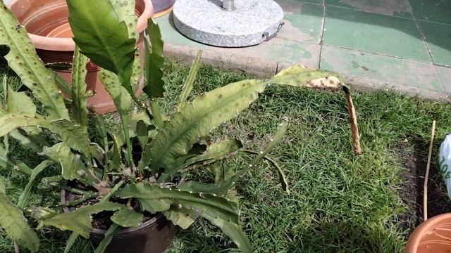 Лесные кактусы.Обрезка эпифиллума перед зимой.Пересадка.Правильный уход. смотреть онлайн