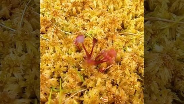 Росянка - маленькое плотоядное растение