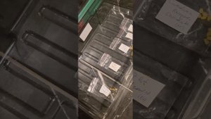 Посадка семян супер-острых перцев Каролина Рипер (Жнец) НИТРАТ КАЛИЯ. Проклевка 72 часа.