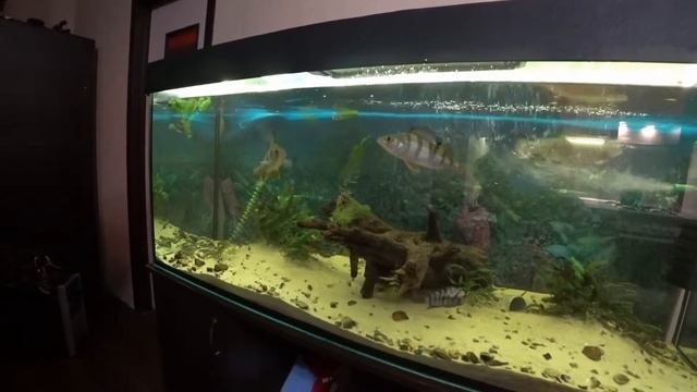 Форель из магазина в аквариум
