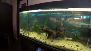 Форель из магазина в аквариум