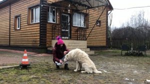Дрессировка Алабая. Занимаемся с Моней. Послушание . Белый Алабай?