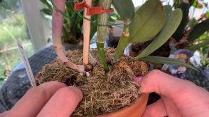 Орхидея Cattleya Yuan Dung Sweet Dragon fruit