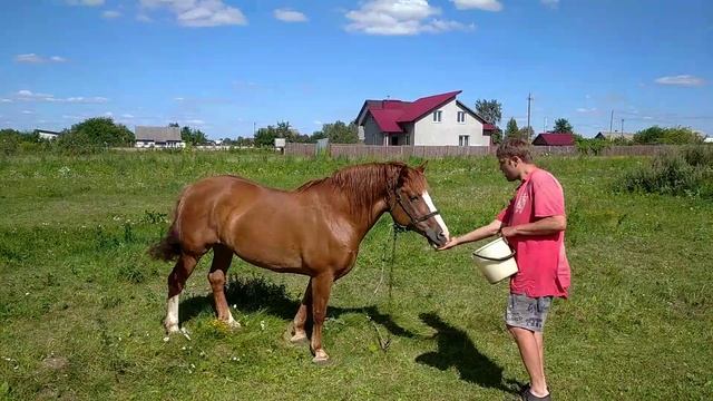 Что любят есть лошади смотреть онлайн