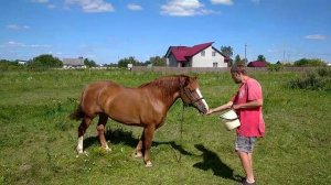 Что любят есть лошади