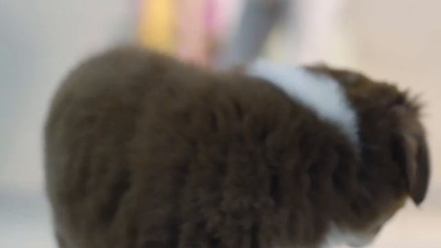 Дебор и видеооператор :-) смотреть онлайн