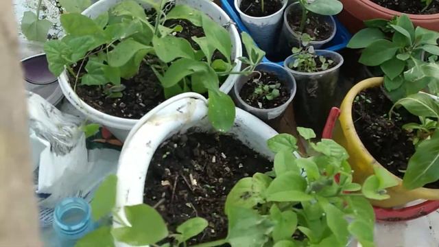 Высаживаем рассаду томатов и петуний/ Всего по маленьку. смотреть онлайн