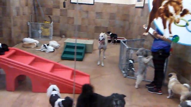 США Лос Анжелес $20 ГОСТИНИЦА ДЛЯ СОБАК СЕРВИСЫ смотреть онлайн