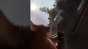 Абиссинский кот разговаривает с птицами