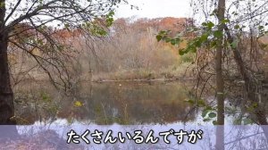 野鳥散歩 in New York ( 晩秋編 ) ～Wild Bird Walk in New York (Late Autumn Edition)