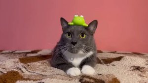 Коты уже и в школу ходят (1)