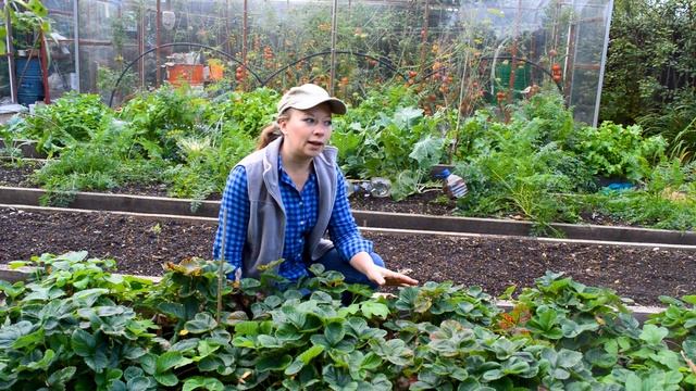 Уход за клубникой после сбора урожая. Обрезка, подкормка после плодоношения. Ремонтантная клубника.