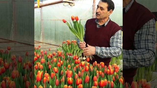 Сорт тюльпана Replay. Продажа тюльпана оптом в Казахстан и Россию. Тепличный комплекс "ЮжныйПолевод смотреть онлайн
