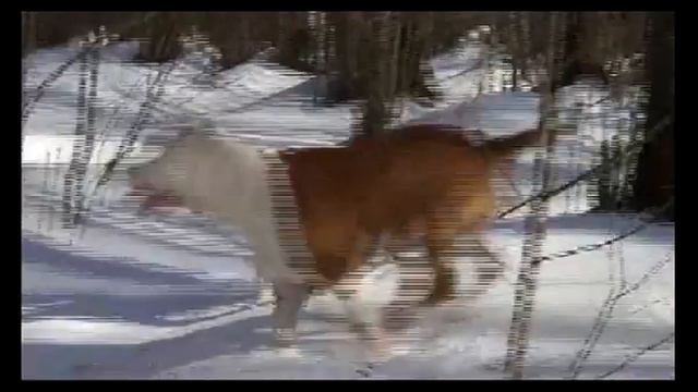 American Staffordshire Teriers - Zvezda Amerland kennel. Progulka