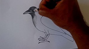 How to draw crow drawing easy step for beginners