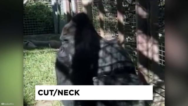 Koko The Talking Gorilla смотреть онлайн