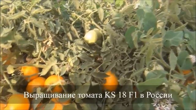 Семена Китано. Выращивание оранжевого томата АЙСАН F1 (KS 18 F1) смотреть онлайн