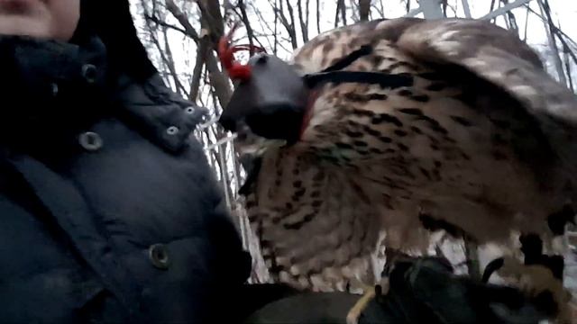 Химера. Выноска, использование клобука - как и зачем? [не покладая рук мучаем птичку!] смотреть онлайн