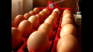 Модернизация китайского поворотного лотка для инкубатора